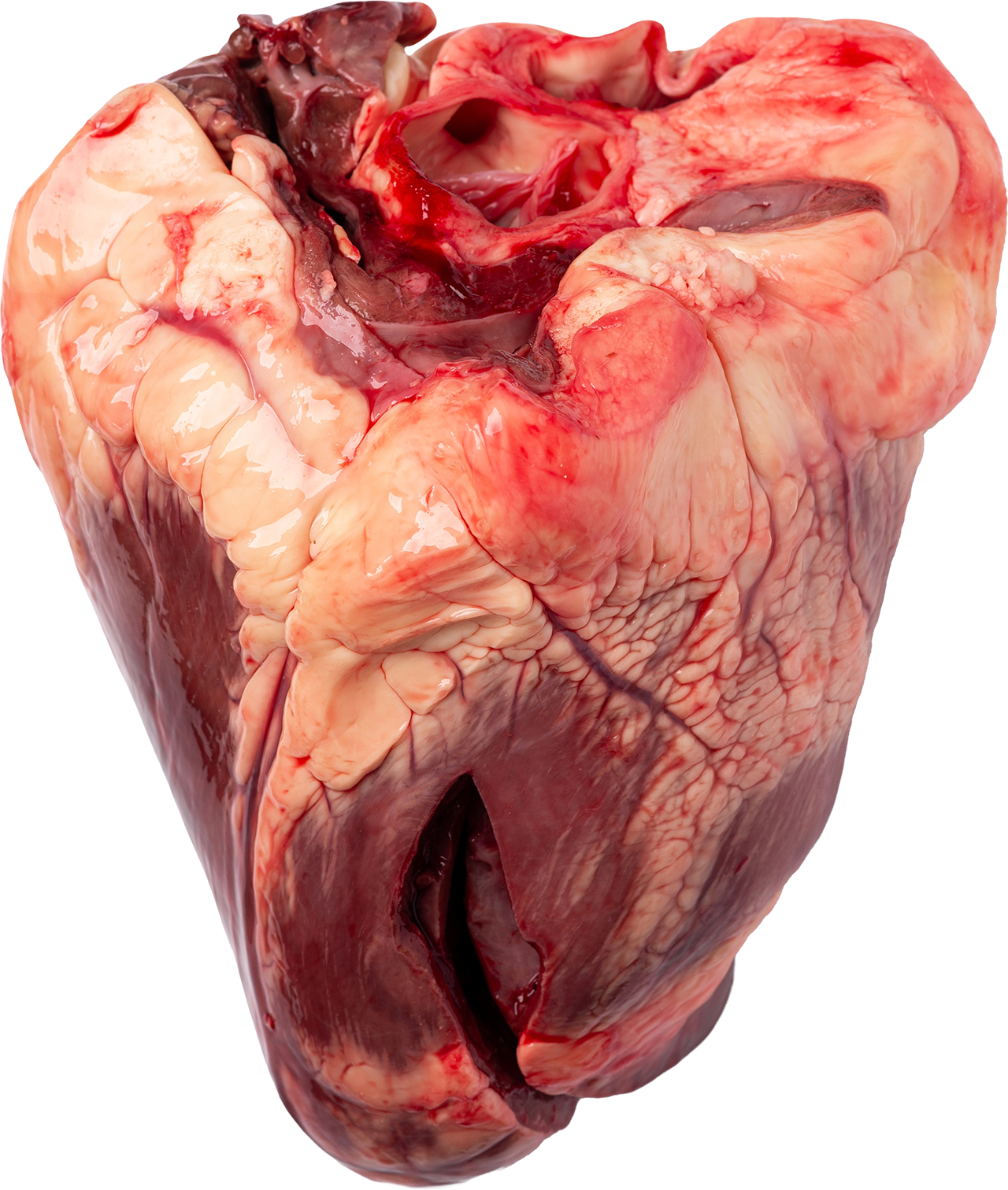 Bovine heart ingredient illustration