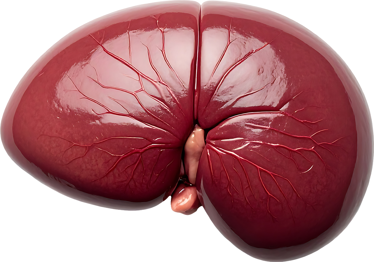 Bovine kidney ingredient illustration