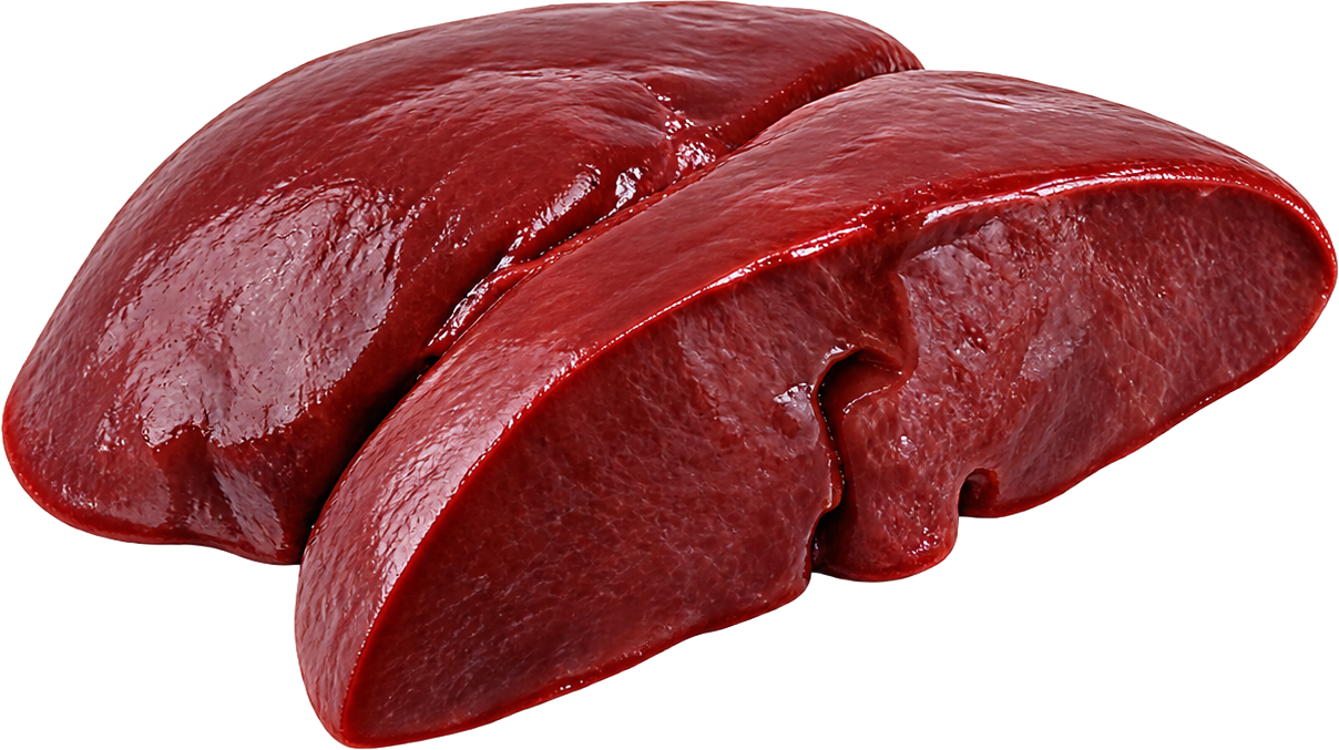 Bovine liver ingredient illustration