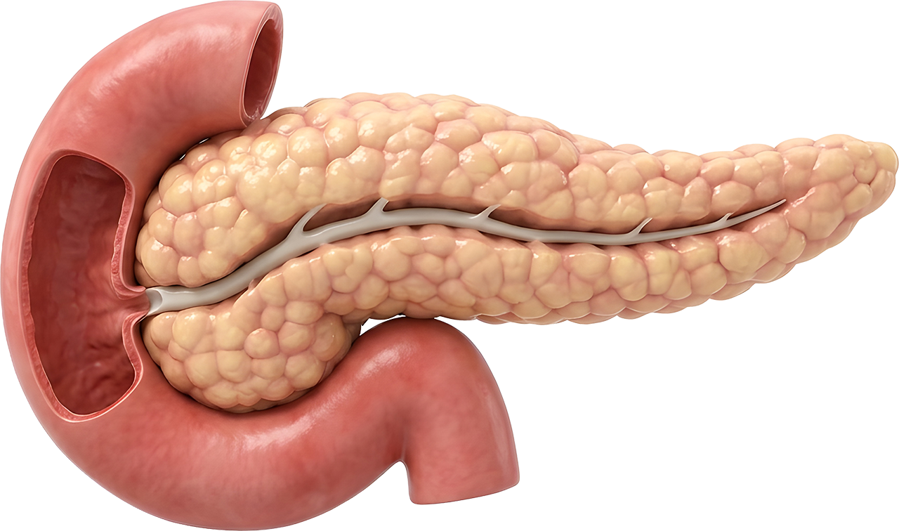 Bovine pancreas ingredient illustration